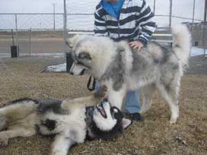 Hudsons Malamutes - Juneau