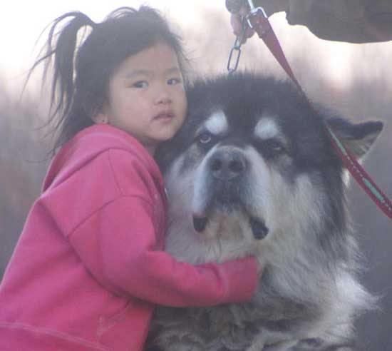Hudsons Malamutes - Kaden