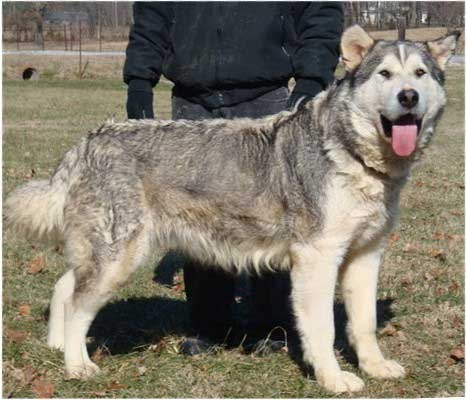 Hudsons Malamutes - Kaden
