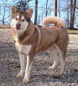 Hudsons Malamutes - Kala - Chaoz grandmother