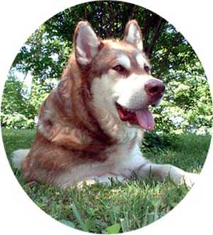 Hudsons Malamutes - Kala