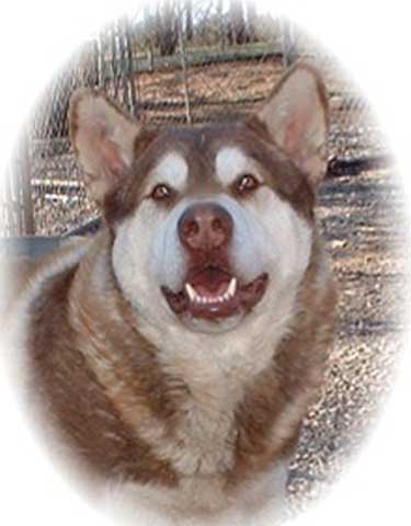 Hudsons Malamutes - Kala