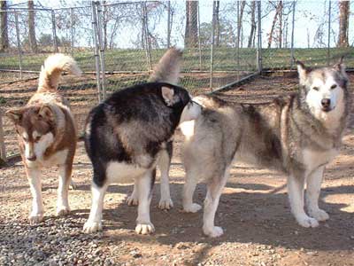 Hudsons Malamutes - Kala