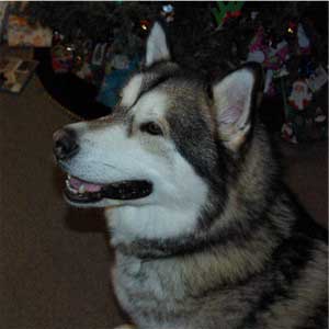 Hudsons Malamutes - Kaydan