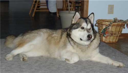 Hudsons Malamutes - Kaydan