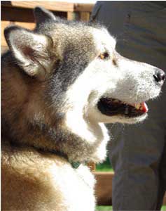 Hudsons Malamutes - Kaydan