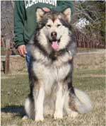 Hudsons Malamutes - Kibo