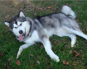 Hudsons Malamutes - Kibo