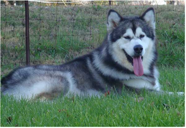 Hudsons Malamutes - Kibo