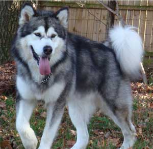 Hudsons Malamutes - Kibo