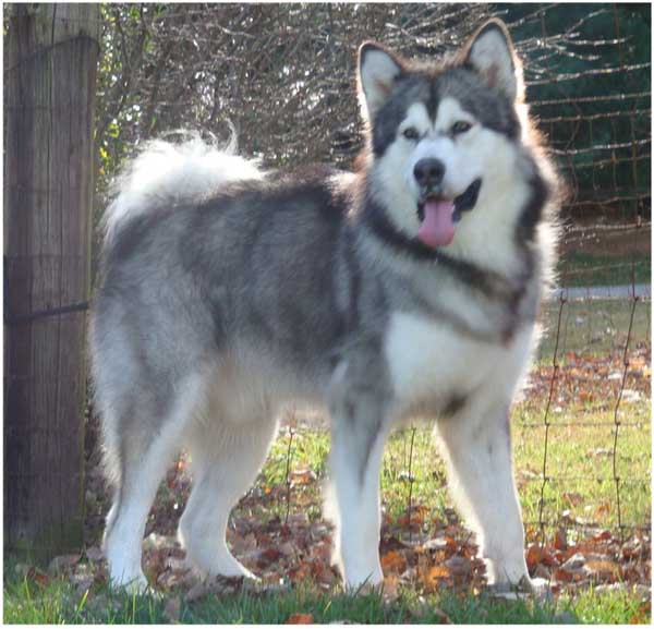 Hudsons Malamutes - Kibo