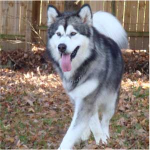 Hudsons Malamutes - Kibo