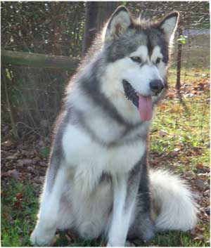 Hudsons Malamutes - Kibo