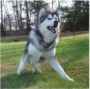 Hudsons Malamutes - Kibo