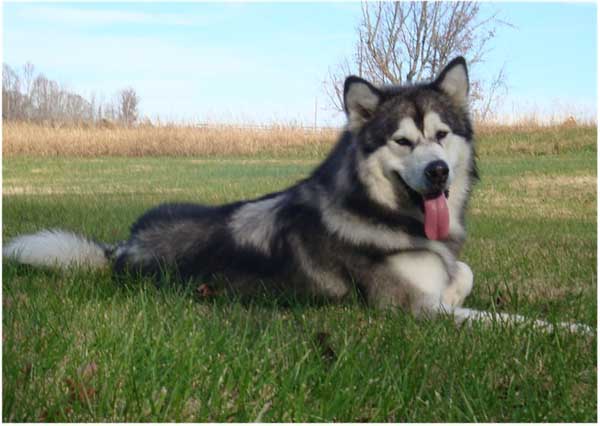 Hudsons Malamutes - Kibo