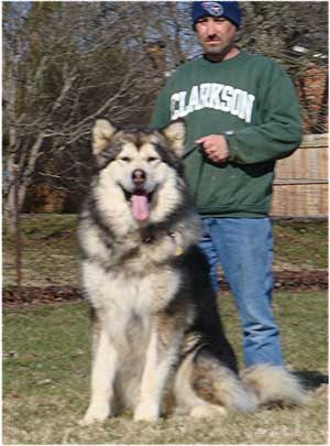 Hudsons Malamutes - Kibo