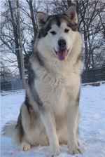 Hudsons Malamutes - Kiev