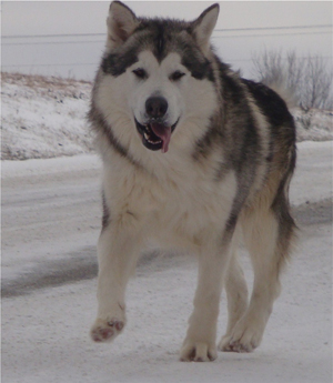 Hudsons Malamutes - Kiev