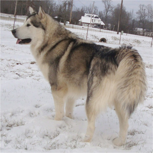 Hudsons Malamutes - Kiev