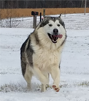 Hudsons Malamutes - Kiev