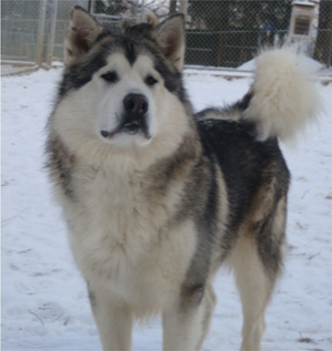 Hudsons Malamutes - Kiev