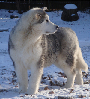 Hudsons Malamutes - Kiev