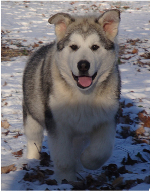 Hudsons Malamutes - Kiev