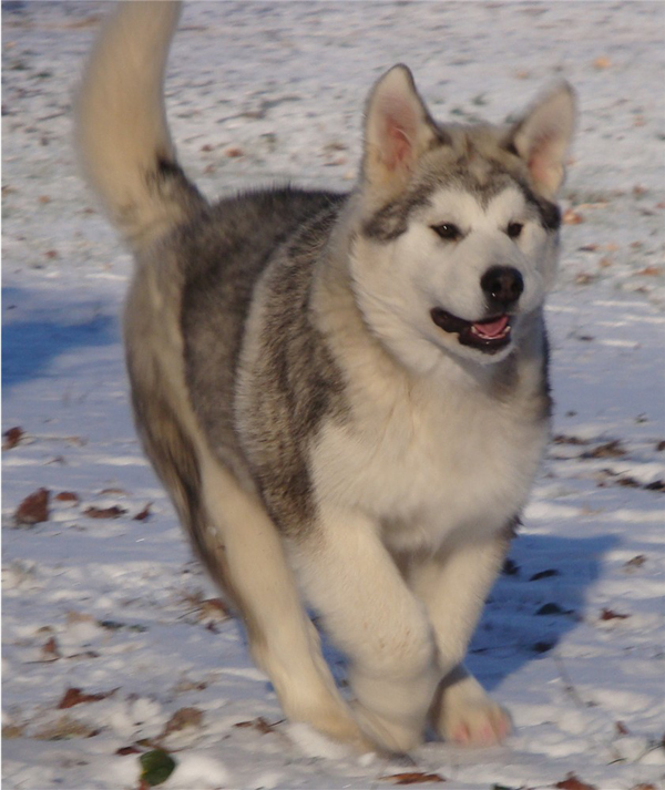 Hudsons Malamutes - Kiev