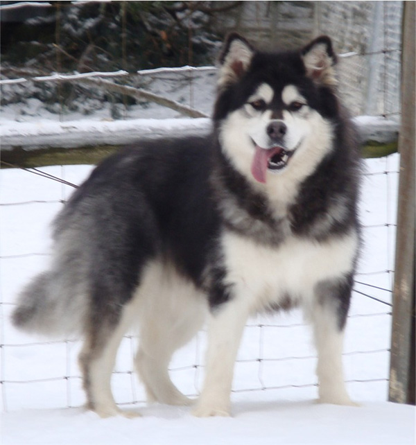 Hudsons Malamutes - Kinji 