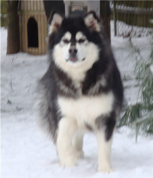 Hudsons Malamutes - Kinji 