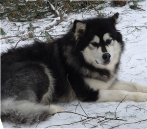 Hudsons Malamutes - Kinji 