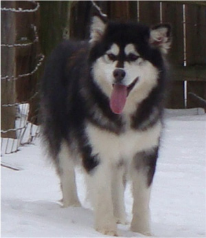 Hudsons Malamutes - Kinji 