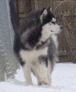 Hudsons Malamutes - Kinji 