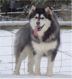 Hudsons Malamutes - Kinji 