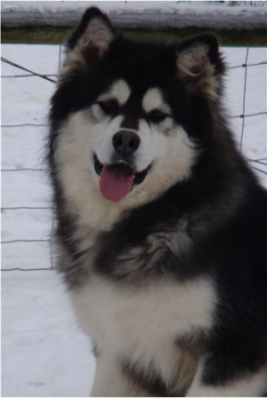 Hudsons Malamutes - Kinji 