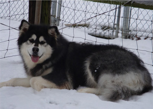 Hudsons Malamutes - Kinji 