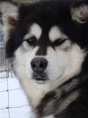 Hudsons Malamutes - Kinji 