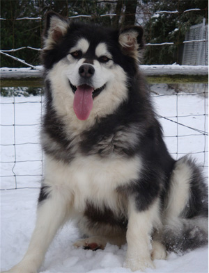 Hudsons Malamutes - Kinji 