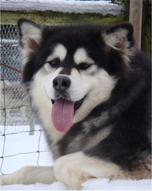 Hudsons Malamutes - Kinji 