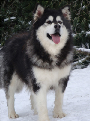 Hudsons Malamutes - Kinji 