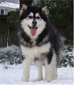 Hudsons Malamutes - Kinji 