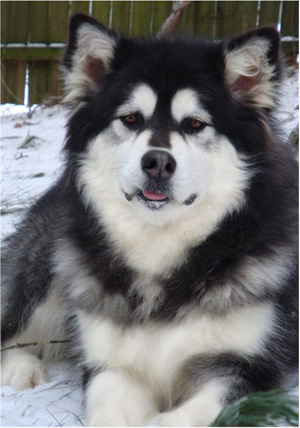 Hudsons Malamutes - Kinji 