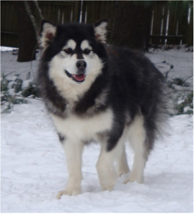 Hudsons Malamutes - Kinji 