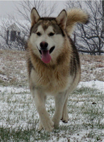 Hudsons Malamutes - Knut