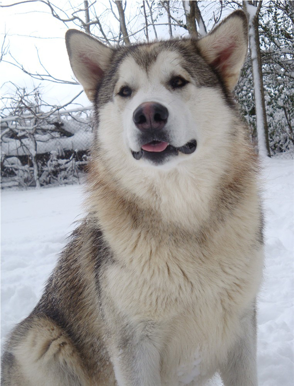 Hudsons Malamutes - Knut