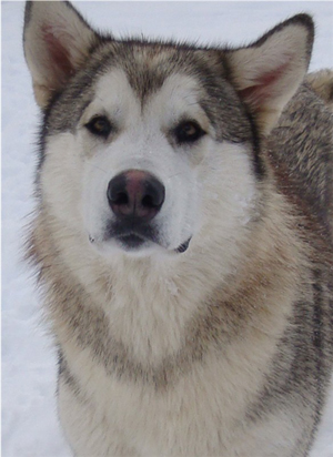 Hudsons Malamutes - Knut