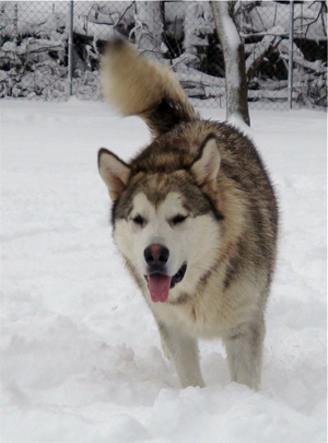 Hudsons Malamutes - Knut