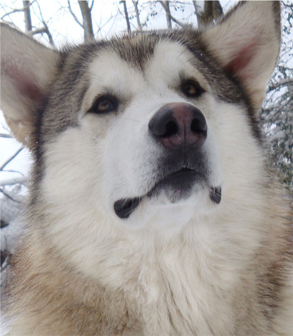 Hudsons Malamutes - Knut