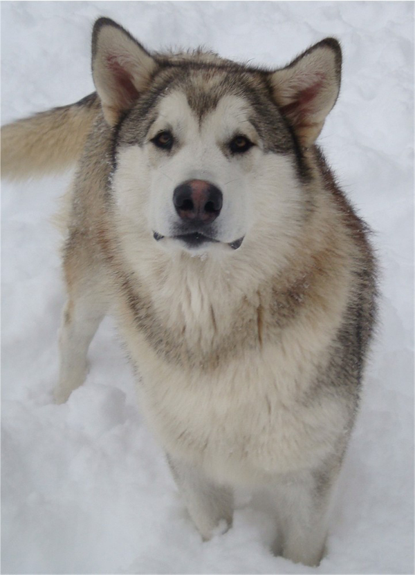 Hudsons Malamutes - Knut