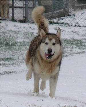 Hudsons Malamutes - Knut